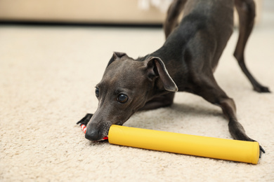 Italian Greyhound dog playing with toy at home
