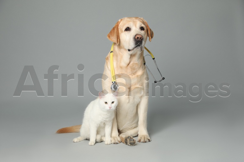 Cute Labrador dog with stethoscope as veterinarian and cat on grey background