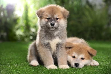 Adorable Akita Inu puppies on green grass outdoors