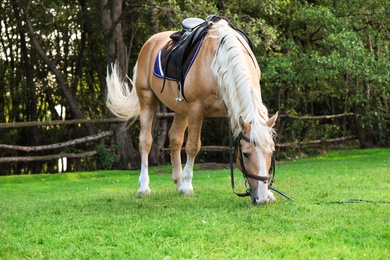 Beautiful palomino horse grazing on green pasture