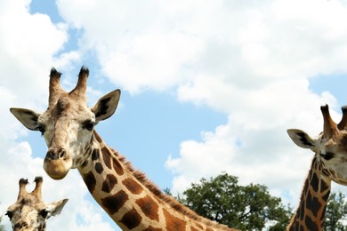 Beautiful spotted African giraffes in safari park