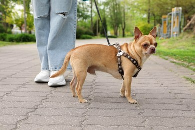Owner walking with her chihuahua dog in park, closeup