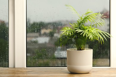 Exotic house plant near window on rainy day. Space for text