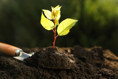 Photo of Seedling growing in soil and gardening shovel outdoors, closeup. Planting tree