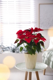 Beautiful potted poinsettia on table at home. Traditional Christmas flower