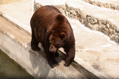 Photo of Brown bear at enclosure in zoo. Wild animal