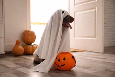 Adorable English Cocker Spaniel dressed as ghost with Halloween trick or treat bucket at home