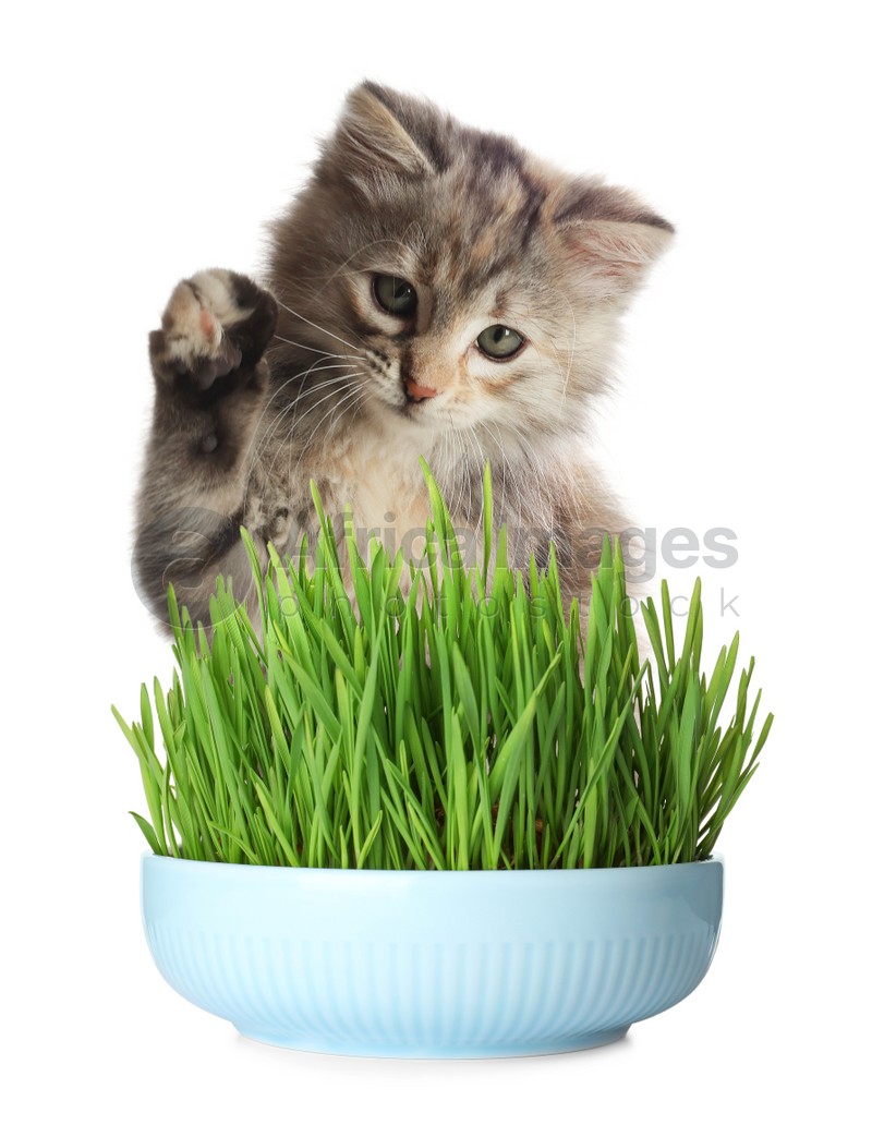 Adorable kitten and ceramic bowl with fresh green grass on white background