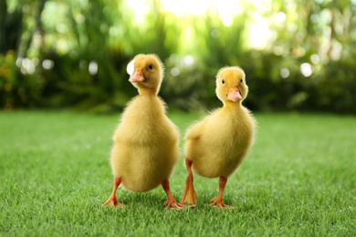 Cute fluffy baby ducklings on green grass outdoors