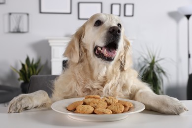 Cute retriever sitting at table near plate of cookies indoors