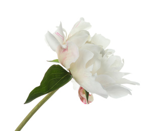 Beautiful fragrant peony flower isolated on white