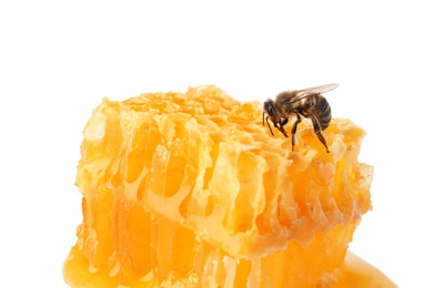 Honeycomb and bee on white background. Domesticated insect