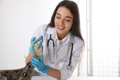 Young female veterinarian examining boa constrictor in clinic