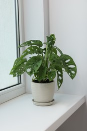 Monstera in pot on windowsill indoors. House plant