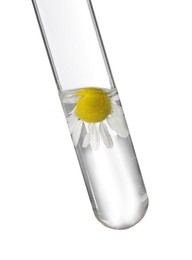 Test tube with chamomile flower on white background. Essential oil extraction