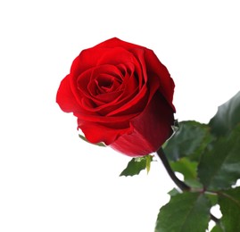 Photo of Blooming red rose isolated on white. Beautiful flower