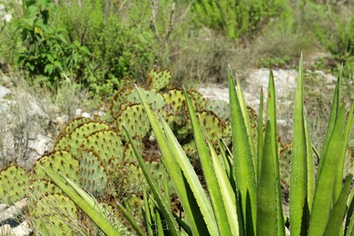 Many different cacti and plants growing outdoors