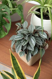 Different beautiful house plants on wooden table, closeup