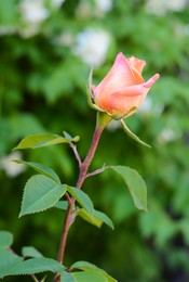 Beautiful pink rose growing outdoors, closeup view