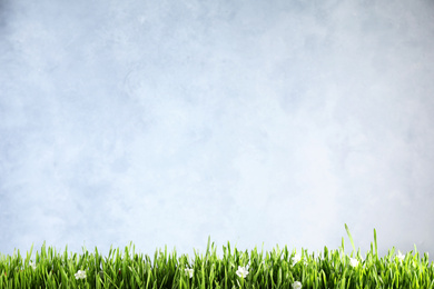 Fresh green grass and white flowers on light background, space for text. Spring season