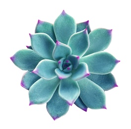Beautiful succulent plant on white background, top view