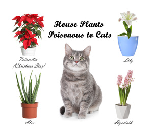 Set of house plants poisonous to cats and kitten on white background