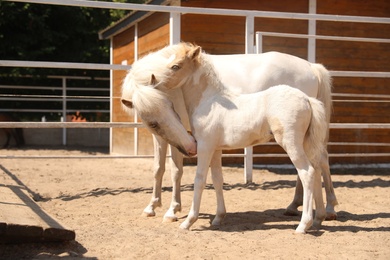Photo of White horse with foal in paddock on sunny day. Beautiful pets