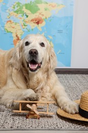 Cute golden retriever, straw hat and toy airplane on floor near world map indoors. Travelling with pet