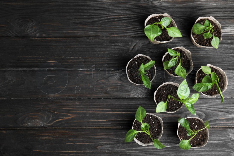Photo of Vegetable seedlings in peat pots on black wooden table, flat lay. Space for text