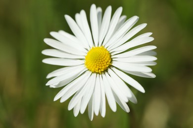 Beautiful tender daisy flower growing outdoors, closeup