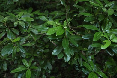 Photo of Beautiful tropical tree branches with green leaves outdoors, closeup