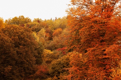 Beautiful view of forest on autumn day