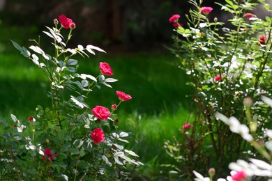 Photo of Beautiful blooming rose bushes outdoors on sunny day