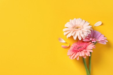 Beautiful gerbera flowers and petals on yellow background, flat lay. Space for text