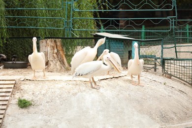Beautiful white pelicans in zoo enclosure. Wild birds