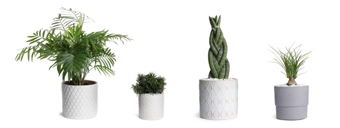 Image of Set with different beautiful houseplants on white background. Banner design