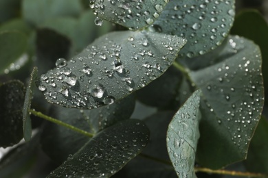 Photo of Fresh eucalyptus leaves with dew drops, closeup