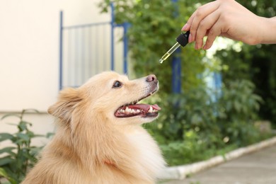 Woman giving tincture to cute dog outdoors, closeup