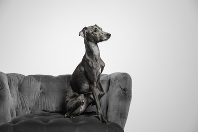 Italian Greyhound dog on armchair against light background