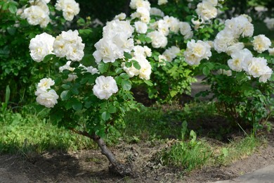 Bushes with beautiful roses in garden on sunny day