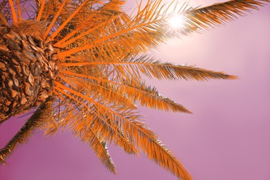 Image of Beautiful palm tree outdoors, low angle view