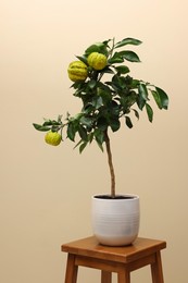 Idea for minimalist interior design. Small potted bergamot tree with fruits on wooden table against beige background
