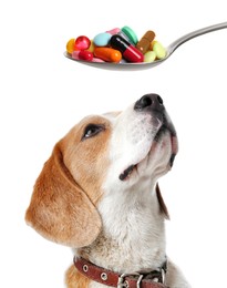 Image of Vitamins for pets. Cute dog and spoon with different pills on white background