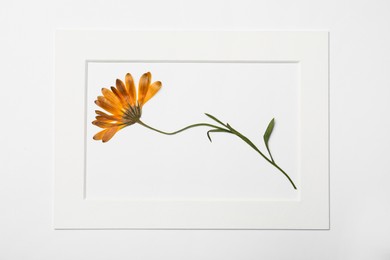 Frame with wild dried meadow flower on white background, top view