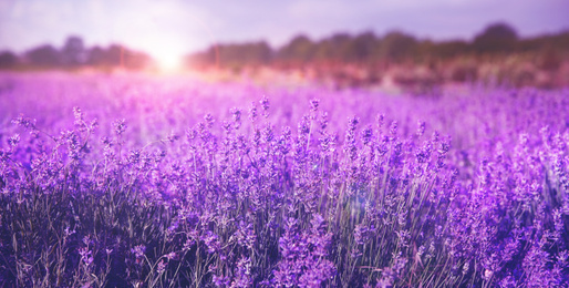 Beautiful sunlit lavender field, closeup. Banner design  