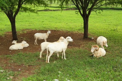 Beautiful white sheep on green lawn in safari park
