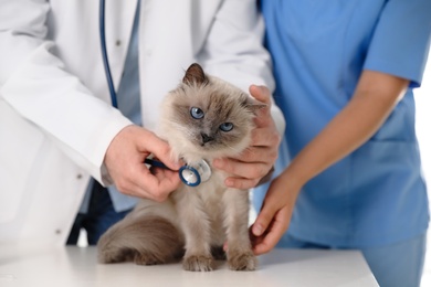 Photo of Professional veterinarians examining cat in clinic, closeup