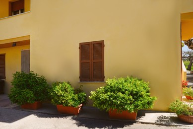 Photo of Beautiful green bushes in plant pots near house on sunny day