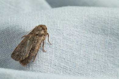 Photo of Paradrina clavipalpis moth with pale mottled wings on white cloth, space for text