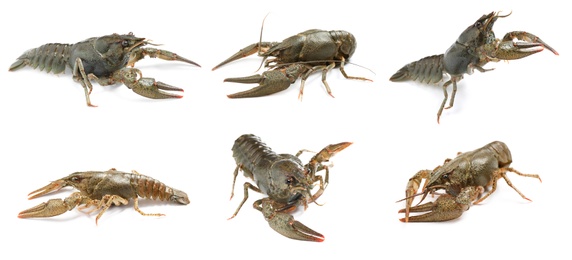 Set of fresh crayfishes on white background. Banner design